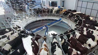 Agosto: $ 7,41 promedio por litro de leche según SIGLeA