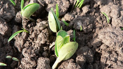 Syngenta lanzó Vibrance Maxx, un nuevo tratamiento para semillas de soja superador en resultados