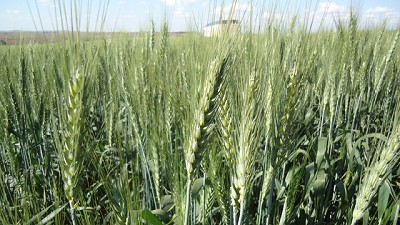 Una inyección de fuerza para la última etapa del trigo