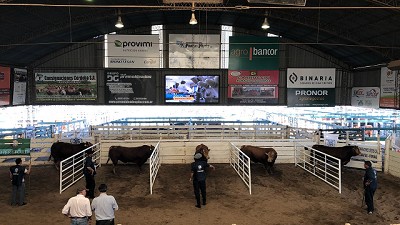 Limousin participó de la 71º Exposición Nacional de Ganadería, Industria y Comercio de Jesús María