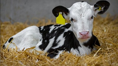 Lanzan un programa nutricional para que las terneras crezcan bien sanas en el tambo