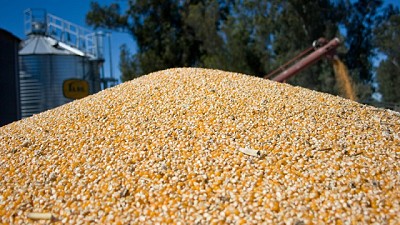 Las exportaciones de maíz crecieron más del 19% en valor