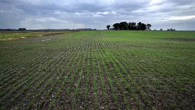 Destacan que en la principal provincia triguera, la superficie del cultivo creció casi 20%