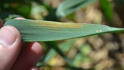 El trigo, en alerta: en Córdoba detectan roya amarilla en lotes de triticale