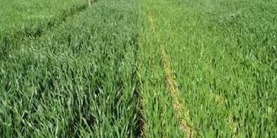 Trigo: la fertilización ayudará a multiplicar rindes