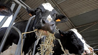 La lechería, en busca de la intensificación para renovarse