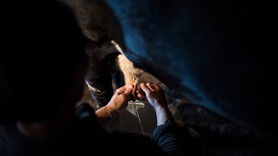 La producción de leche enfrenta desafíos en América para tiene grandes oportunidades