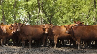 El stock ganadero bovino alcanzó los 54,8 millones de animales