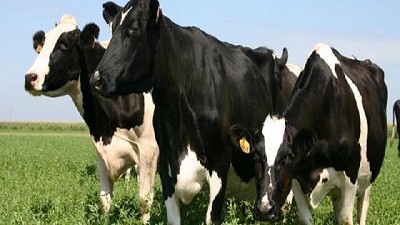 La producción de leche creció 6,4% en lo que va del año