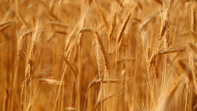 Granos: por la tendencia de precios bajos, recomiendan cubrir costos del trigo y maíz