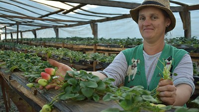 Productores de frutilla de Misiones aumentan rendimientos con innovación tecnológica