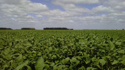 Soja sobre trigo se mantiene como la opción más rentable en la zona núcleo