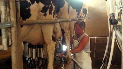 Cuánta leche produce cada vaca por día