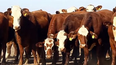 Mejoran los valores de la hacienda de invernada