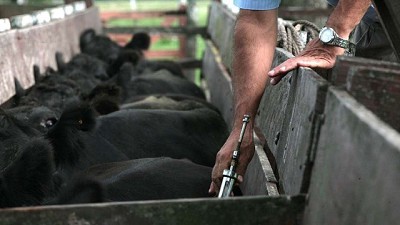 Ganadería. Confirman un brote de rabia paresiante en el centro de Misiones