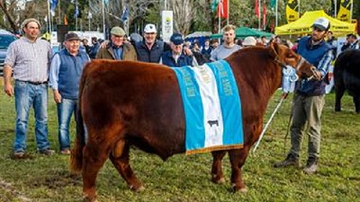 LN Ganadera: los grandes campeones Angus fueron para Terra Garba y Los Murmullos