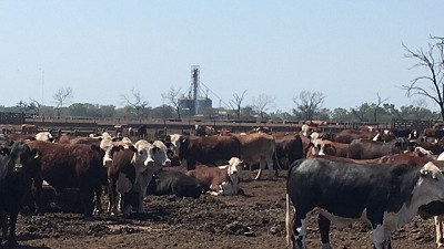 Wageningen, la “ganadería circular”, por Héctor Huergo