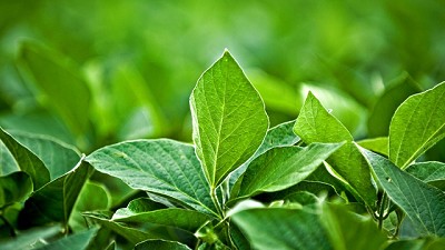 A la soja hay que protegerla desde la semilla hasta la cosecha