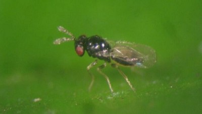 Biofábrica producirá avispas benéficas para frenar el HLB