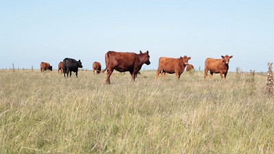 Mejoras en casi todas las categorías de invernada