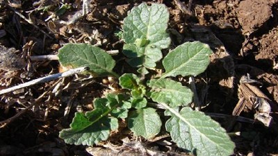 ¡Alerta!: se confirmó la resistencia a glifosato y 2,4D de la maleza Hirschfeldia incana