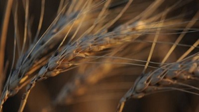 Estudian cómo mejorar la calidad nutricional del trigo 