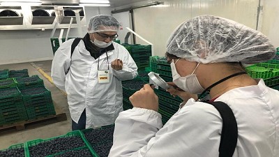 Avanzan las gestiones para exportar arándanos argentinos a China