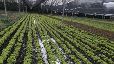 Agricultura: las mallas antigranizo pasaron su primera prueba 