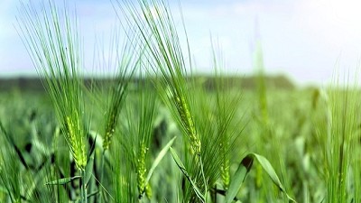 Por qué no sumarle una yapa a los cultivos de cobertura para estimular la siembra