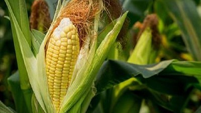 Por las retenciones, afirman que la presión tributaria nacional volverá a ser record en 2019