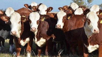 El novillo de consumo alcanzó el valor real más alto en dos años