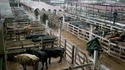 Miércoles en Liniers: se afirmó el novillo pesado en un contexto de selectividad