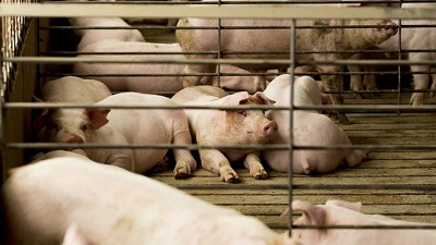 Las moléculas, enzimas y probióticos que juegan un rol clave en las granjas porcinas y avícolas