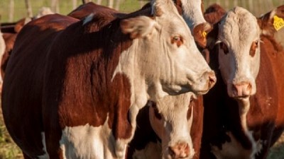 Tristeza bovina: avanzan en el desarrollo de una nueva vacuna