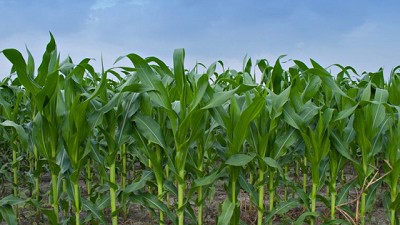 Preocupación en el sector de la producción agropecuaria
