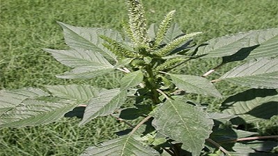 La colaboración internacional encuentra genes de plantas terrestres en algas acuáticas antiguas