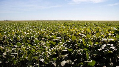 La importancia de fertilizar bien: Argentina pierde 5 millones de toneladas de soja por año 