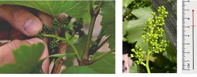 Alerta para el control del primer vuelo de Lobesia botrana en Mendoza