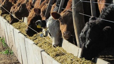 En San Luis, el engorde a corral es una alternativa rentable