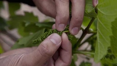 Primer alerta para el control de Lobesia botrana en la provincia de Mendoza