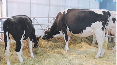 Protesta de tamberos por precios y el cierre de establecimientos