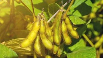 Si el clima acompaña, en 2019 la soja aportaría US$5000 millones más que este año