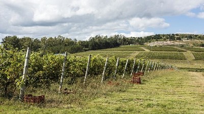 Vino y turismo: dónde están las mejores bodegas de América latina