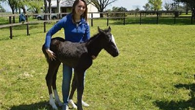 Por primera vez, logran una cría en equinos con una técnica usada en humanos
