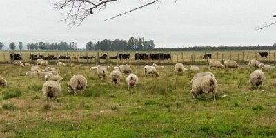 Abortos en ovinos: identificar las causas evita pérdidas
