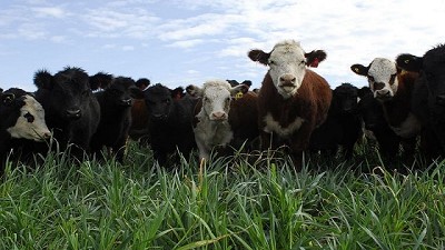 Cambios en el stock vacuno