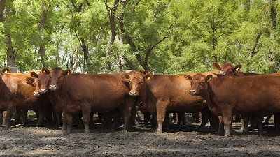 Ya se produce alimento balanceado de calidad en Misiones