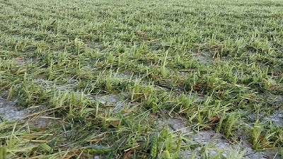 Varias zonas productoras del país se vieron afectadas por una fuerte granizada