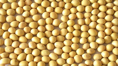 Se podría haber recuperado 4,5 millones de toneladas con la soja tolerante a la sequía