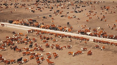 Fuertes pérdidas económicas en los feedlots